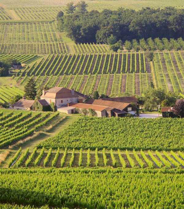 Châteaux Poulvère, producteur de vin sur Monbazillac.